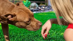 Prečo váš pes nemá rád niektorých ľudí – čo skutočne prezrádzajú vôňa, hlas a skúsenosti