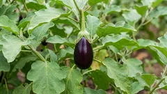 Únava po výsadbe baklažánov: ako obnoviť pôdu a čo tam môže rásť