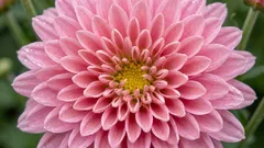 Nevyhadzujte chryzantémy po odkvitnutí: čo urobiť, aby kvitli viac ako jednu sezónu