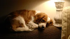 Mám nechať svetlo zapnuté, keď pes zostáva doma sám?