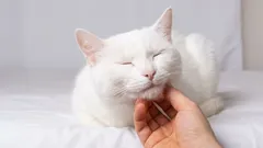 Tieto 4 typy ľudí mačka považuje za svoje, ostatných považuje za obyčajnú služobníctvo.