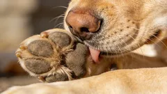 Môj pes si líže labky: najčastejšie príčiny a čo robiť doma