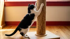 Prečo sa treba tešiť, ak mačka pri pohľade na vás beží brúsiť pazúry