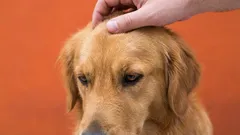 10 „nesmiete“ pre majiteľa psa: chyby, ktoré bránia priateľstvu