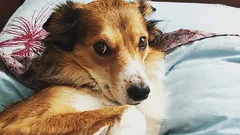 Ako zistiť, či vám váš pes nedôveruje: tri návyky, ktoré nesprávne považujete za poslušnosť