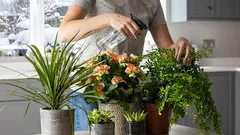 Ako v zime uchovávam svoje domáce rastliny. Niekoľko osobných rád