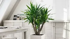 Týchto 11 izbových stromov rýchlo oživí každý priestor