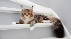 Maine Coon: Všetko, čo potrebujete vedieť o tomto mierumilovnom obrovi.