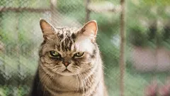 Čo mačka vníma ako zradu