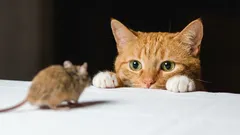 „Darček“ na podlahe: ako jemne odnaučiť mačku prinášať myši a čo robiť s „trofejami“