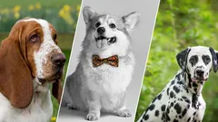 7 neuveriteľne veselých psích plemien, ktoré vám vždy zdvihnú náladu