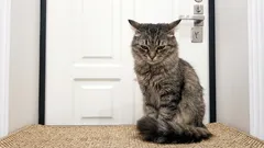  Mačky sa hnevajú, keď zostanú samé: nielenže sú ignorované, ale je to ešte oveľa horšie.