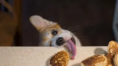 Prečo psy žobrú o jedlo pri stole: ako to natrvalo napraviť?