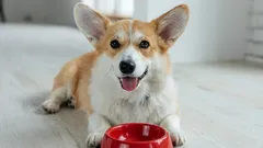 Prečo by ste nemali kŕmiť svojho psa surovým mäsom a ďalšími 10 potravinami z nášho stola, ktoré nie sú pre psov odporúčané