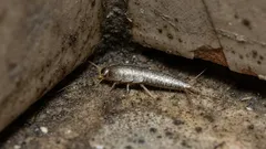 Strieborné usadeniny v kúpeľni? Tu je návod, ako zistiť príčinu a dostať situáciu pod kontrolu.