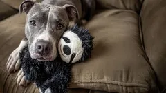 7 užitočných pravidiel, ktoré môžu predĺžiť život vášho psa