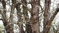 Sova sedí na strome, ale nie každý ju vidí. Podarilo sa vám ju už nájsť?