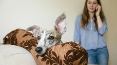 Pozor, pes počúva: čo váš maznáčik rozumie z vašich rozhovorov?