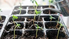 Ako polievať sadeničky, aby nemali čiernu nohu: zlaté pravidlo polievania