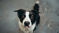 Ako nadávky ovplyvňujú psychiku psa: pravda, ktorú vám na výcviku nepovedia