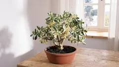 Pestovanie crassuly na prilákanie bohatstva a úspechu do vášho domova