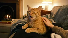 Mačka ďakuje, ale my ju odháňame. Ako si nevšimnúť dôležité signály svojho domáceho maznáčika