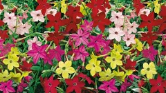 Sladký tabak je ideálnou voňavou kvetinou pre februárové sadeničky.