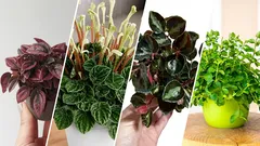 Najzaujímavejšie a najobľúbenejšie odrody peperomii