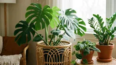 5 módnych rastlín, bez ktorých sa dnes nezaobíde takmer žiadny dom.
