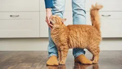 Mačka je posadnutá svojím majiteľom: prečo ma moja mačka všade sleduje?