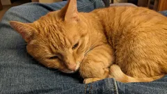 Kritické chyby majiteľov, ktoré skracujú život ich mačiek