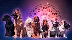 Ktorá rasa psov je stvorená práve pre vaše znamenie zverokruhu: zistite, kto je váš ideálny chlpatý partner