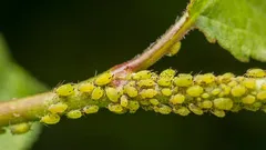 Prečo je potrebné bojovať proti voškám práve teraz: kde škodcovia prezimujú