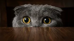 Čoho sa mačky skutočne boja: Top 5 najčastejších fóbií