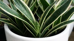 Žijú desaťročia: klasika izbových rastlín. Nenáročná a krásna