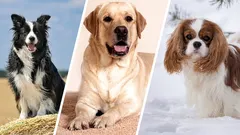 Nervózní plemena psov: 5 psov, ktorí sú najviac nervózni