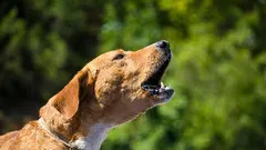 Ako odnaučiť psa zbytočne štekať v byte bez kričania a trestov