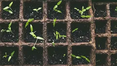 Čo zasiať vo februári pre sadence: ktoré kvety a zelenina