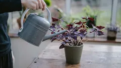 Živá voda namiesto hnojív: jednoduchý spôsob, ako prebudiť izbové rastliny