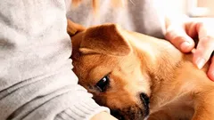 Ako spoznať, že pes nie je v pohode: whale eye, zívanie a ďalšie varovania