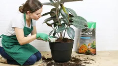 Rastliny, ktoré vyžadujú povinnú každoročnú výmenu pôdy. Nenechajte si ujsť túto príležitosť na jar!