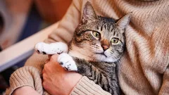 Keď mačky starnú a ako sa ich vek líši od veku psov