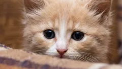 Prečo mačka zrazu začala vyhýbať sa svojmu majiteľovi