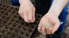 Tento kvet je najlepšie sadiť vo februári.