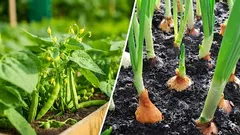 Prečo izolovať fazuľu od cibule: chyba, kvôli ktorej obe budú chradnúť