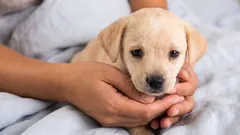 Odchádzate do práce? Takto pripravíte šteňa, aby zvládlo samotu