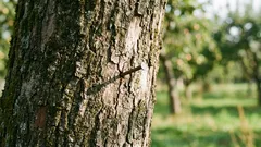 Prečo zatĺkať kliniec do jablone: starodávny rituál, ktorý možno vedecky vysvetliť