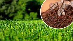 Kávová usadenina na trávniku: koľko ju použiť, aby bol trávnik hustejší a zelenší bez plesne