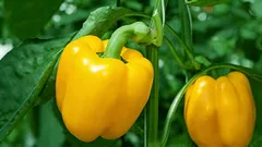 Čo v žiadnom prípade nemožno sadiť vedľa papriky: nepriateľ vašej úrody