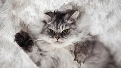 5 spôsobov, ako ukázať mačke, že v dome ste šéfom vy, a nie ona